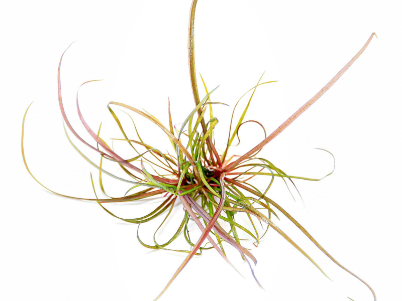 Zwergschwertpflanze - Helanthium tenellum ´Red´ in vitro